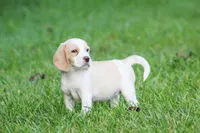 Macy, a female Beagle for sale in Myerstown, PA – 9 of 9