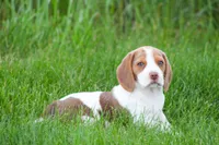 Buster, a male Beagle for sale in Myerstown, PA – 10 of 10