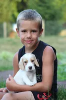 Bella, a female Beagle for sale in Myerstown, PA – 2 of 5