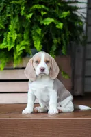 Sophie, a female Beagle for sale in Myerstown, PA – 3 of 9