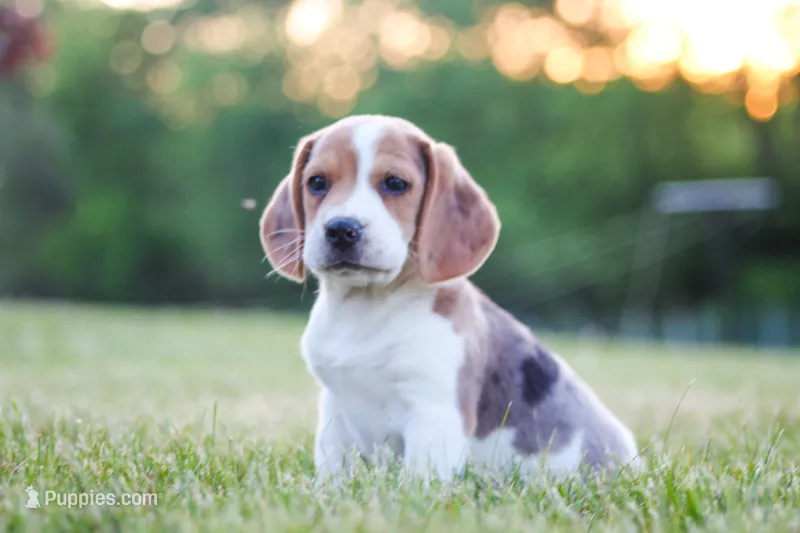Prince – Beagle puppy for sale in Myerstown, PA