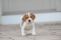 Prince, a male Beagle for sale in Myerstown, PA – 7 of 10