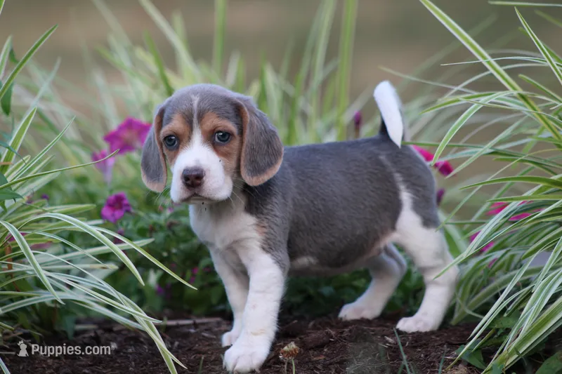 Chloe – Beagle puppy for sale in Myerstown, PA