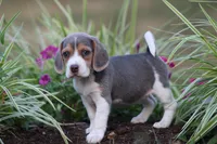 Chloe, a female Beagle for sale in Myerstown, PA – 3 of 8