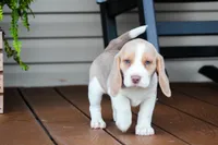 Sophie, a female Beagle for sale in Myerstown, PA – 4 of 9