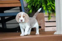 Sophie, a female Beagle for sale in Myerstown, PA – 8 of 9