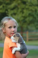 Chloe, a female Beagle for sale in Myerstown, PA – 4 of 8