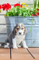 Scamp, a male Beagle for sale in Myerstown, PA – 4 of 6