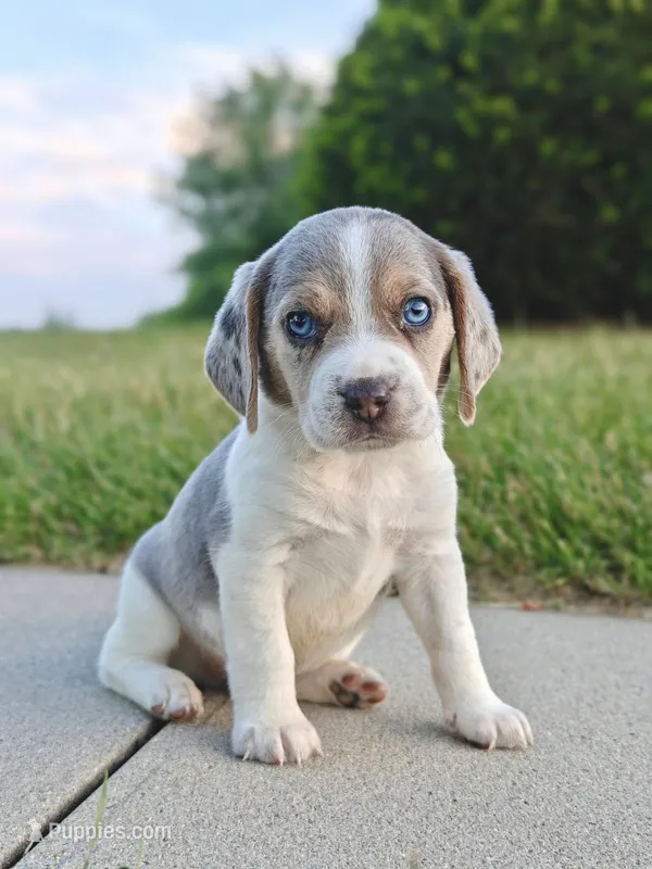 Champ – Beagle puppy for sale in Myerstown, PA