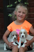 Bella, a female Beagle for sale in Myerstown, PA – 3 of 5