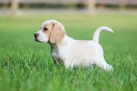 Macy, a female Beagle for sale in Myerstown, PA – 3 of 9