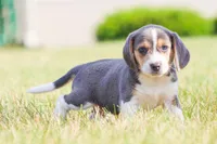 Scamp, a male Beagle for sale in Myerstown, PA – 3 of 6