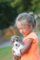 Chloe, a female Beagle for sale in Myerstown, PA – 5 of 8