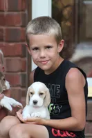 Bella, a female Beagle for sale in Myerstown, PA – 5 of 5