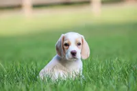 Macy, a female Beagle for sale in Myerstown, PA – 1 of 9