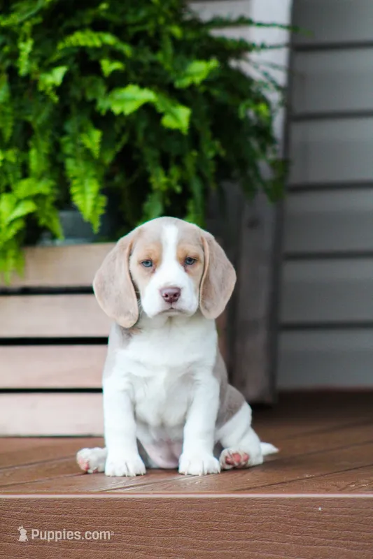 Sophie – Beagle puppy for sale in Myerstown, PA