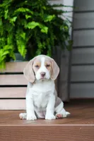 Sophie, a female Beagle for sale in Myerstown, PA – 1 of 9