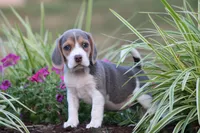 Chloe, a female Beagle for sale in Myerstown, PA – 6 of 8