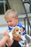 Prince, a male Beagle for sale in Myerstown, PA – 6 of 10