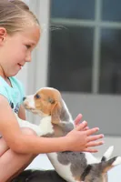 Prince, a male Beagle for sale in Myerstown, PA – 8 of 10