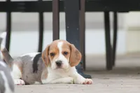 Prince, a male Beagle for sale in Myerstown, PA – 2 of 10