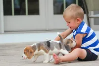 Prince, a male Beagle for sale in Myerstown, PA – 10 of 10