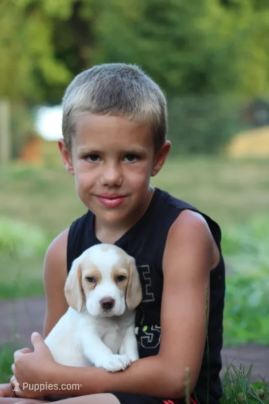 Bella – Beagle puppy for sale in Myerstown, PA