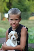 Bella, a female Beagle for sale in Myerstown, PA – 1 of 5