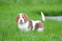 Buster, a male Beagle for sale in Myerstown, PA – 2 of 10