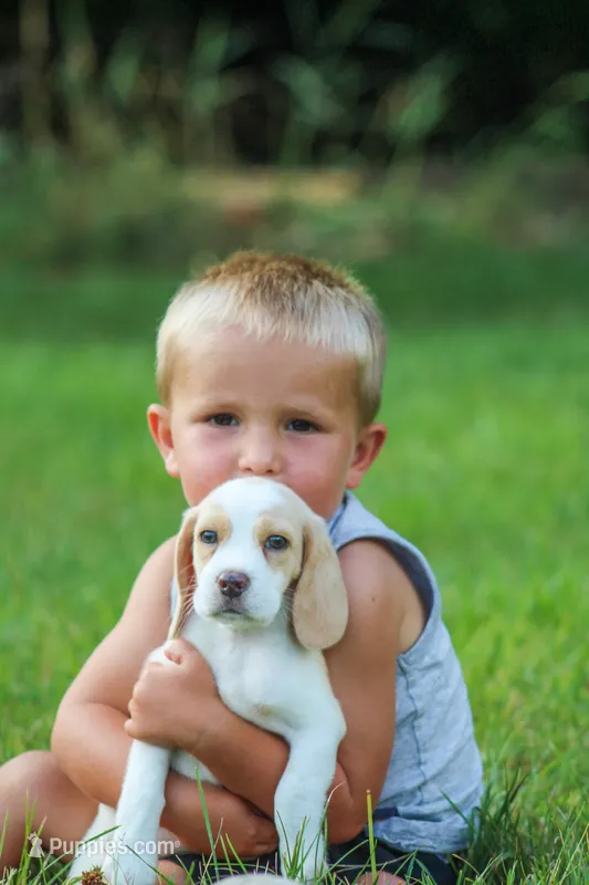Macy – Beagle puppy for sale in Myerstown, PA