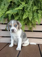 Champ, a male Beagle for sale in Myerstown, PA – 2 of 3
