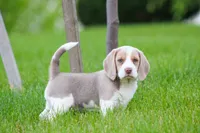 Sophie, a female Beagle for sale in Myerstown, PA – 2 of 9