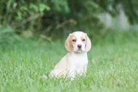 Macy, a female Beagle for sale in Myerstown, PA – 8 of 9