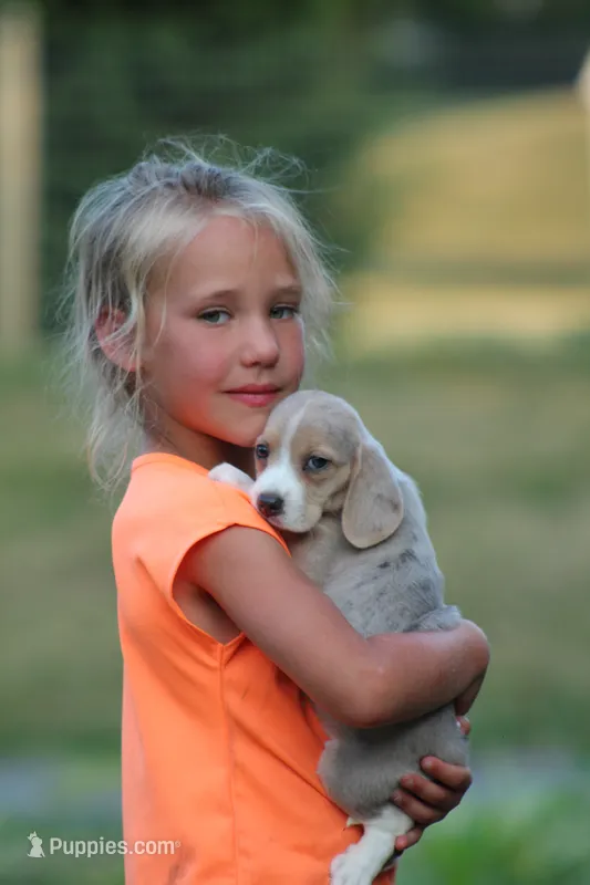 Sophie – Beagle puppy for sale in Myerstown, PA