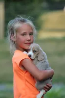 Sophie, a female Beagle for sale in Myerstown, PA – 1 of 6