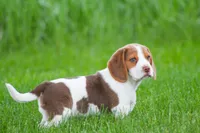 Buster, a male Beagle for sale in Myerstown, PA – 3 of 10