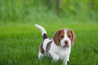 Buster, a male Beagle for sale in Myerstown, PA – 9 of 10