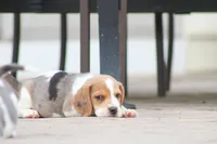 Prince, a male Beagle for sale in Myerstown, PA – 5 of 10