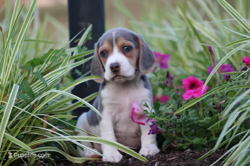 Chloe – Beagle puppy for sale in Myerstown, PA