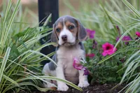 Chloe, a female Beagle for sale in Myerstown, PA – 1 of 8