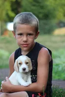 Bella, a female Beagle for sale in Myerstown, PA – 4 of 5