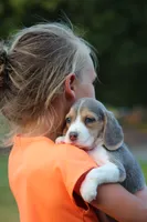 Chloe, a female Beagle for sale in Myerstown, PA – 8 of 8