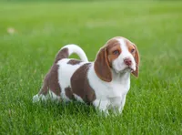 Buster, a male Beagle for sale in Myerstown, PA – 5 of 10