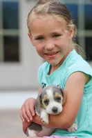Scamp, a male Beagle for sale in Myerstown, PA – 2 of 6
