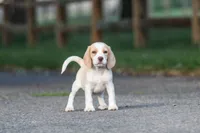 Macy, a female Beagle for sale in Myerstown, PA – 5 of 9
