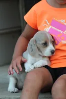 Sophie, a female Beagle for sale in Myerstown, PA – 3 of 6