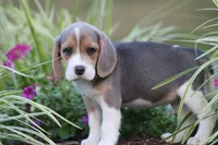 Bella, a female Beagle for sale in Myerstown, PA – 6 of 6