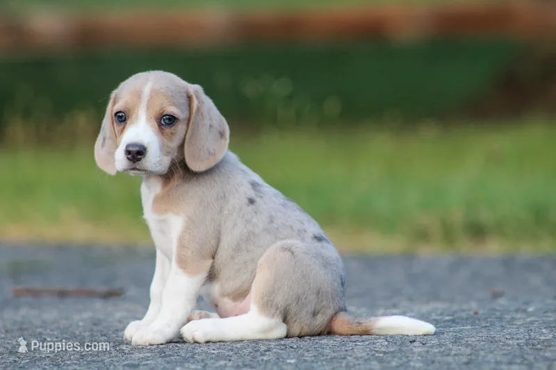 Sophie – Beagle puppy for sale in Myerstown, PA