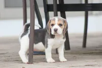 Bella, a female Beagle for sale in Myerstown, PA – 7 of 7