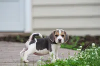 Bella, a female Beagle for sale in Myerstown, PA – 4 of 7